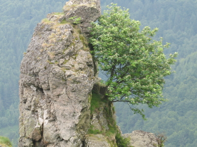 ........mehlbeere in 1300m höhe............