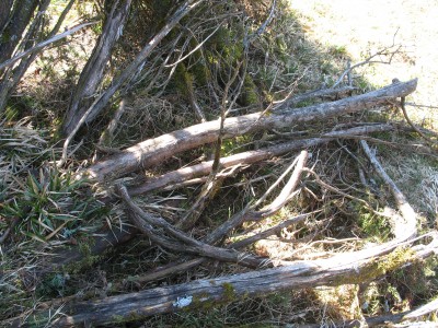 ........rohlinge ernten, nach dem winter niedergedrückte Wacholder......